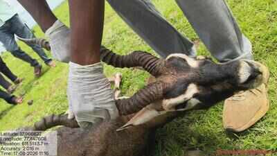 Bidar villagers foil blackbuck hunt, help forest officials nab 6 suspects
