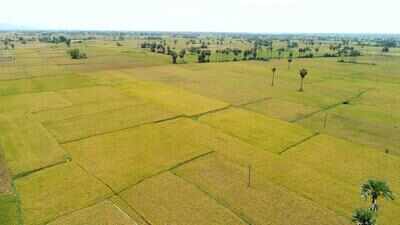 Double whammy for farmers as heat, rain deficit cast shadow on crops in Telangana