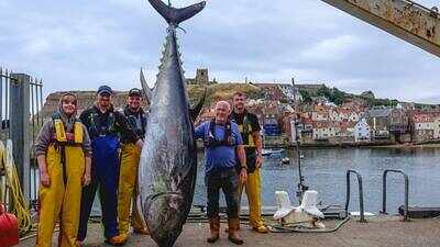Giant 746lb bluefin tuna caught off Yorkshire coast after nearly 90 years as scientists reveal why species is returning to UK waters near Whitby, where 851lb British record was set in 1933