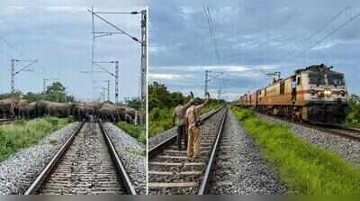 Rajdhani waits for 90 gentle giants, alert forest teams help them cross tracks in Assam’s Hojai