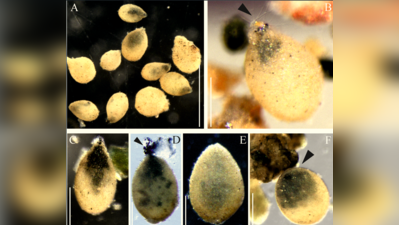 Tiny sand-eaters, big discovery: Pune scientists uncover 2 new marine species along Konkan coast
