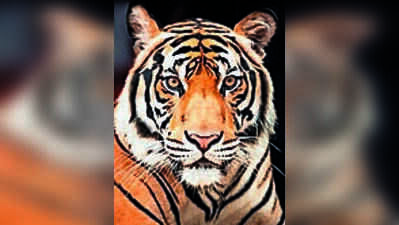 Scratch by ‘selfie’ tiger during Thailand visit gives 5-year-old girl sepsis