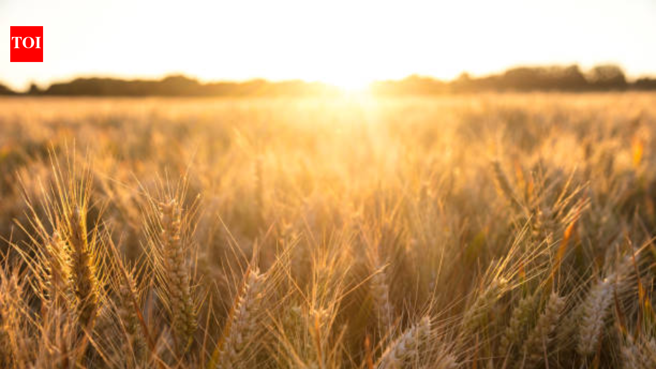In 1961, British scientists stopped farming a 4-hectare barley field and left it alone; 60 years later...