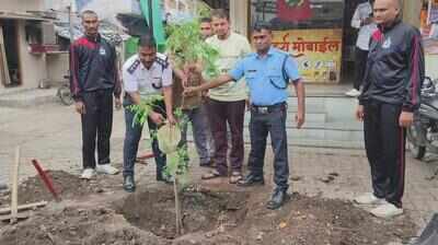 TREE FALLS, NMC PLANTS SAPLING AT SAME SPOT