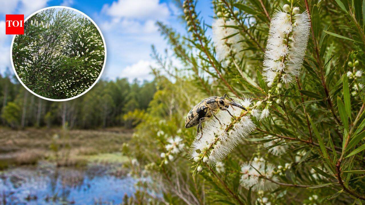 Florida released Australian insects to control an invasive tree, then range fell 75%