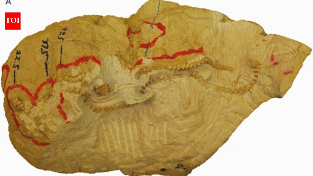 Scientists discovered four snakes curled together in a burrow for 38 million years