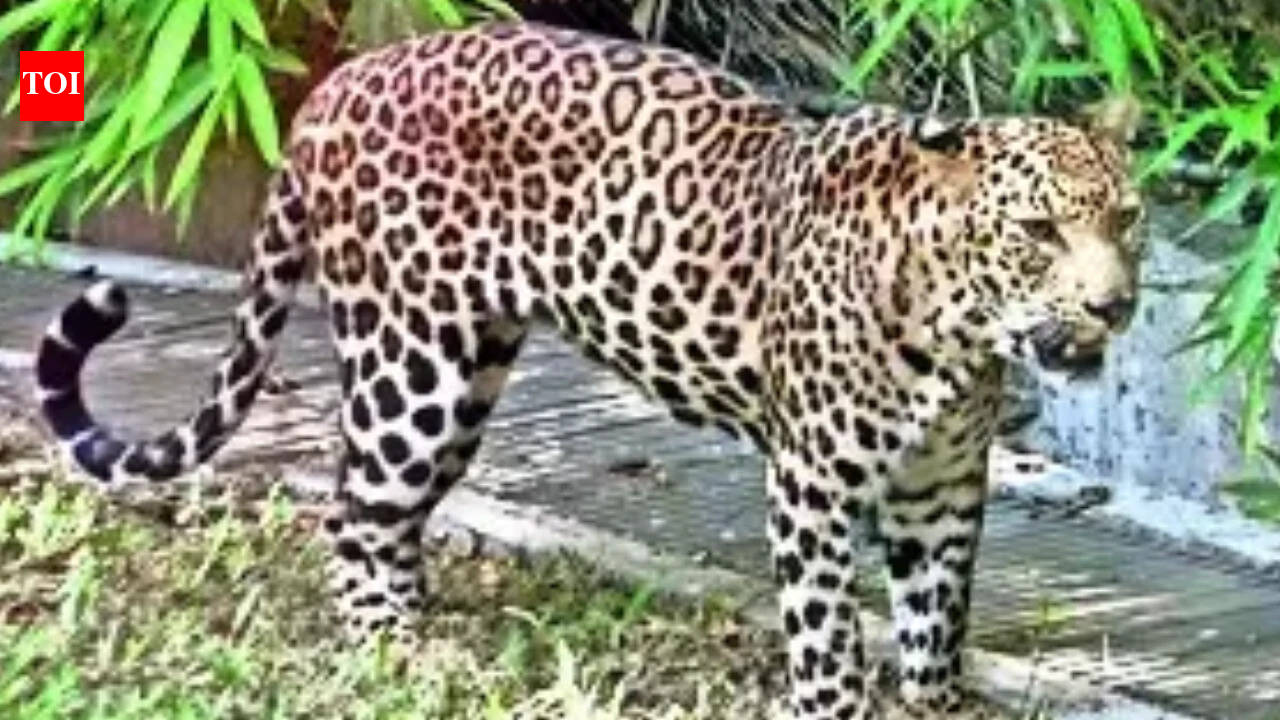 7-year-old killed in suspected leopard attack in UP, body found in field after long search