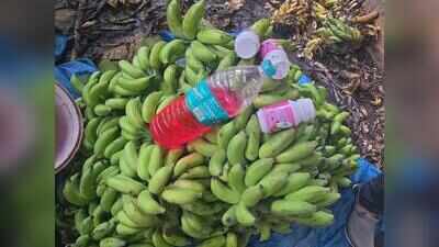 Banana storage shops raided in Alevoor, 5,000kg stock seized