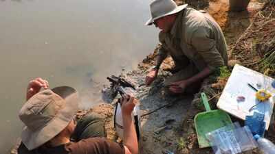 A strange wooden log found beneath Zambia’s Kalambo Falls was dismissed for decades, then archaeologists dated it to 476,000 years ago