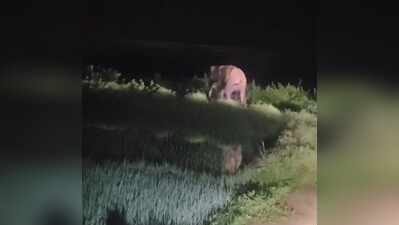 Elephant calf rescued from irrigation canal