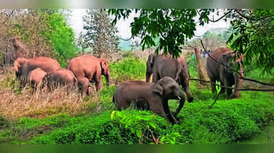 1,761 human deaths, 753 elephant deaths in Bengal in 25 years: Study