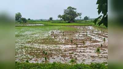 Ganjam farmers face deficit rainfall, Kharif transplantation hit
