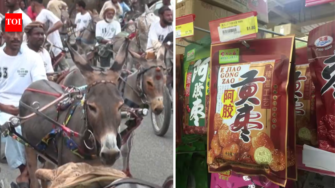 Why Pakistan’s donkeys are becoming valuable in China: What is driving this surprising demand