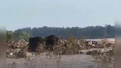 Swollen Baitarani traps elephants in Keonjhar district