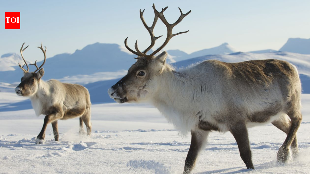 In 1911, Norwegian whalers released 10 reindeer on South Georgia for food and hunting