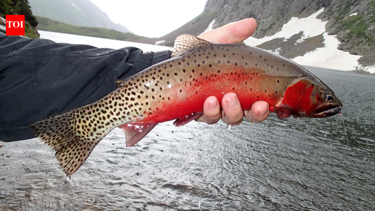 In 2002, New Mexico began one of America’s largest native-fish restoration projects...