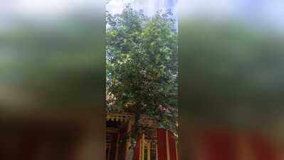 Sanchi saplings take root to save Assam’s manuscript heritage