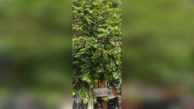 Sanchi saplings take root to save Assam’s manuscript heritage