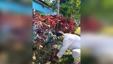 Sanchi saplings take root to save Assam’s manuscript heritage