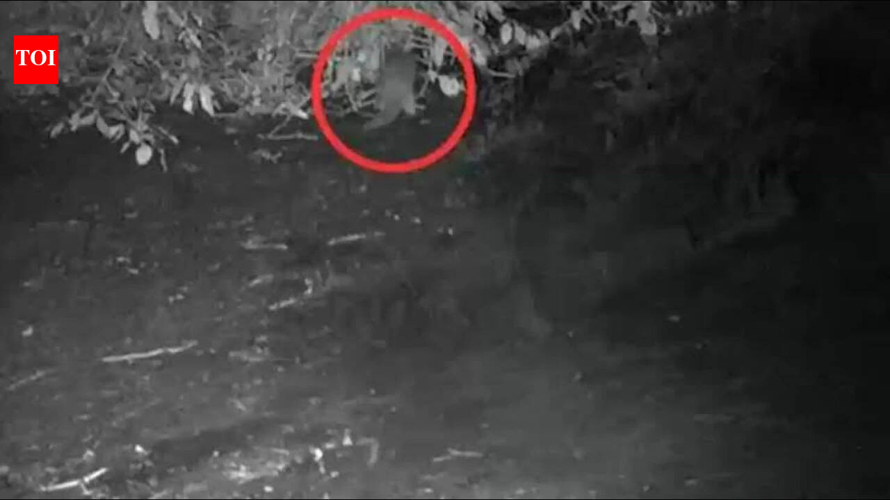First time in 100 years, North American river otter spotted in the Bronx River: 'I could hardly believe what I was seeing'