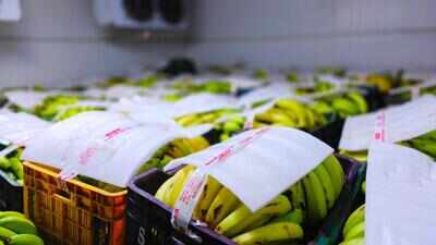 Crate to plate: The ‘ripening’ truth behind your fruit bowl