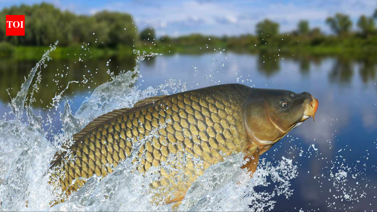 Tasmania spent 28 years removing invasive carp from two lakes; after 49,301 fish were taken out, the state declared carp functionally eradicated and trout began bouncing back