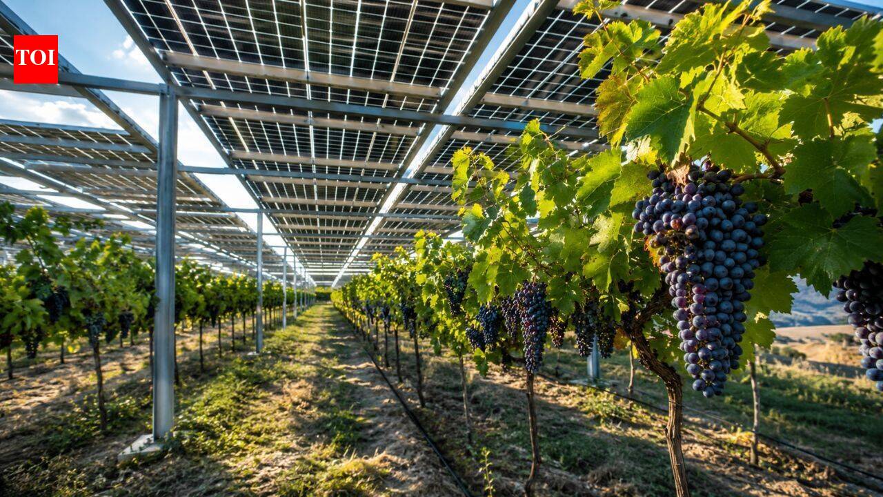 Solar panels helped Puglia grapevines produce 277% more grapes