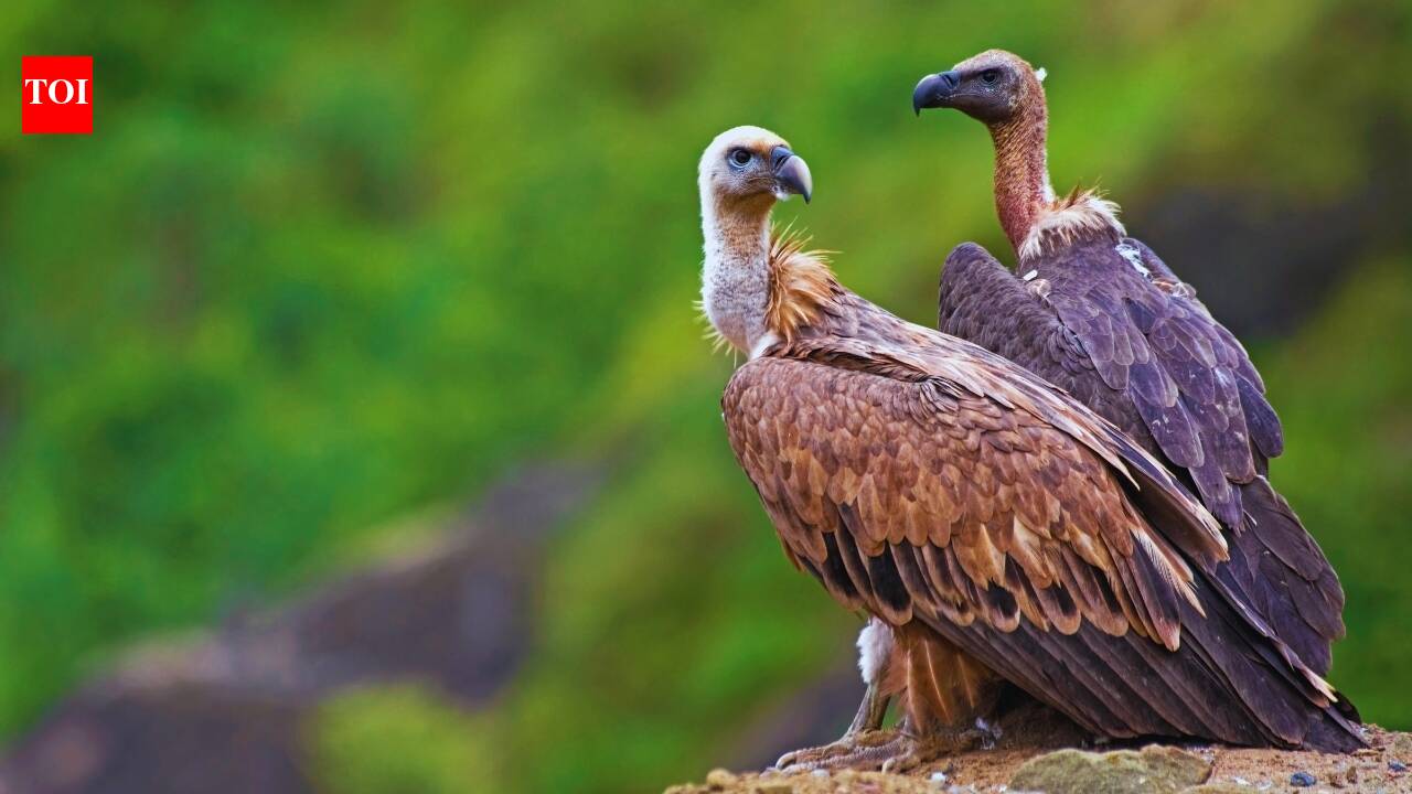 9 vulture species found in India: Places where travellers can see them