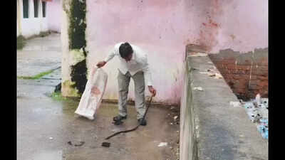 UP man bitten by 5-ft snake kills it, then walks into hospital carrying its body in a bag