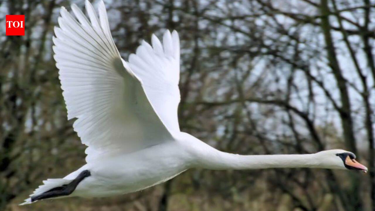 In 1962, 5 Swans escaped a Maryland estate; 40 years later, about 4,000 threatened the Bay