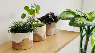 5 easy DIY hacks to create a luxury plant corner without spending a fortune