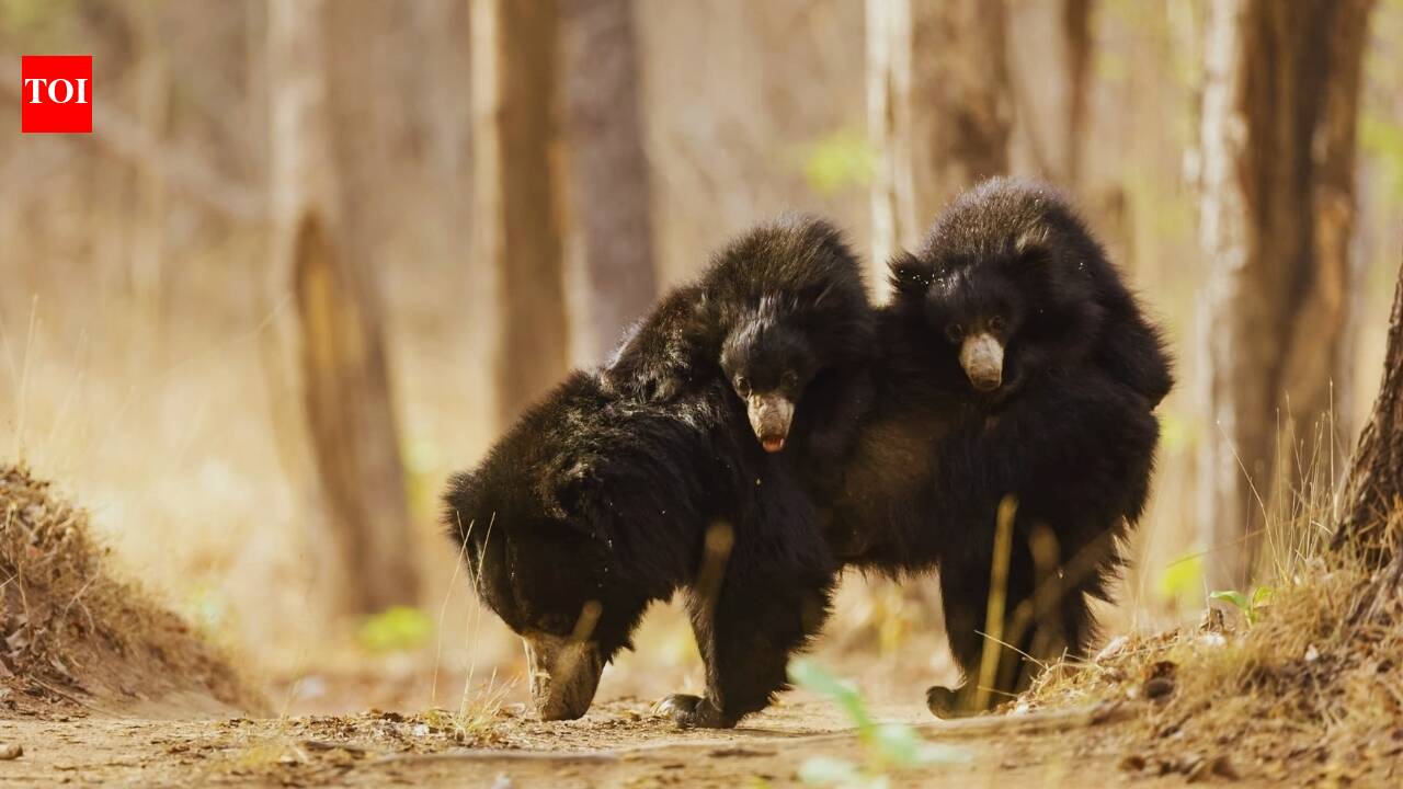 India’s four bear species and where travellers can spot them