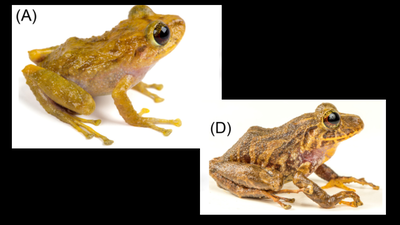 Scientists found a new species hiding in a museum drawer for more than a century; the Ecuadorian frog had been mistaken for another species