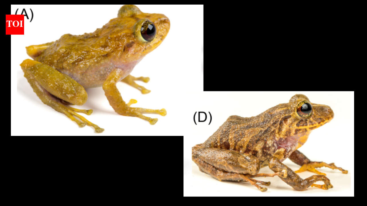 Scientists find a new frog species hidden in a museum drawer for a century