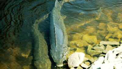 For decades, scientists estimated lake sturgeon lived for 150 years. New evidence suggests some Great Lakes fish may reach more than 400 years