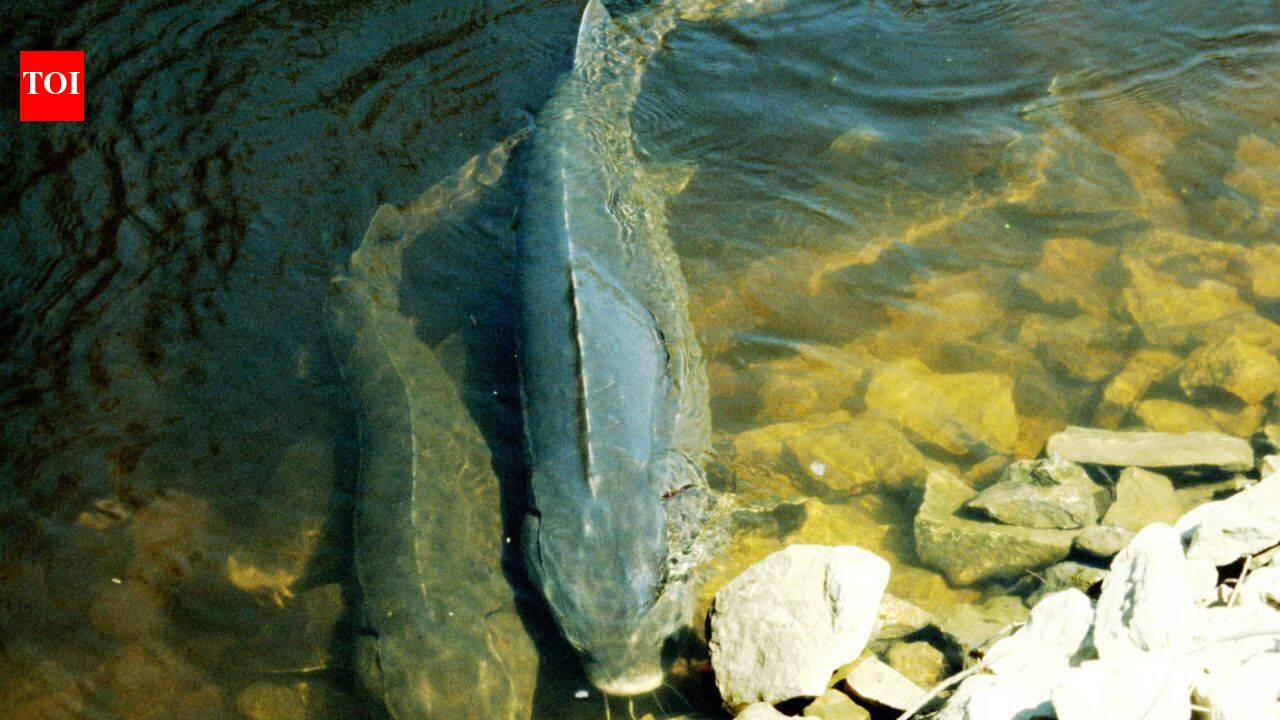 Lake sturgeon lifespan may exceed 400 years, scientists find