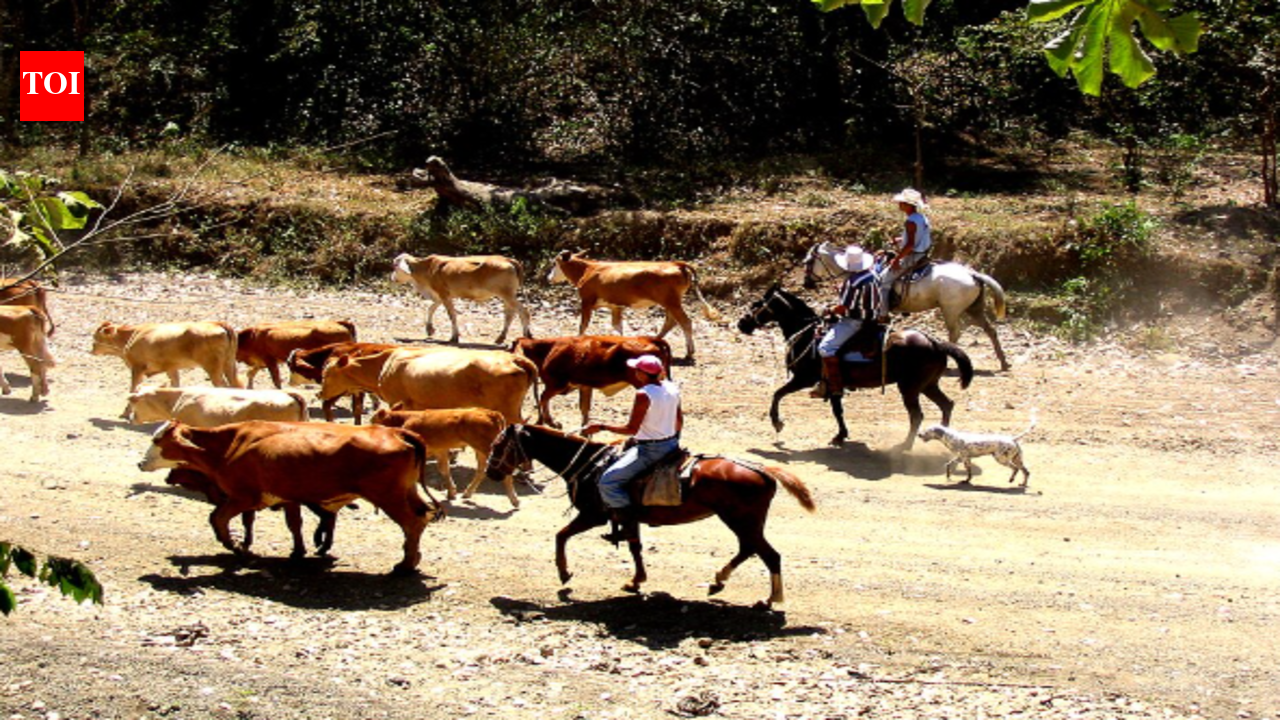 In 1993, ecologist Diane Firestone bought a worn-out Costa Rica cattle ranch; decades later, it held 20% primary forest and 69% secondary forest