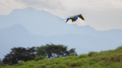 Scientists are using thousands of hours of rainforest sound recordings to teach AI to recognise birds that were previously difficult to identify