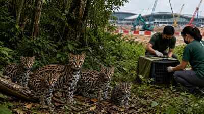 After months of tracking, volunteers found five leopard cats breeding in Changi’s forest, but Terminal 5 construction is forcing them to relocate