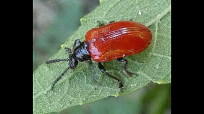 In 2012, USDA and Broward students released 16 beetles in Florida to control air potato; the insects multiplied into the thousands and nearly defoliated the vines