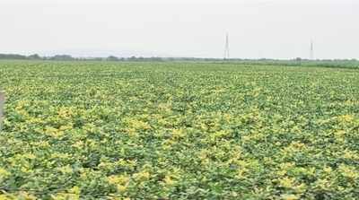Bhilwara farmers face crop loss as yellow mosaic virus hits pulses
