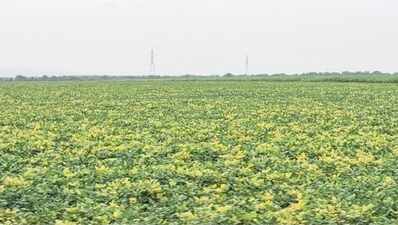 Bhilwara farmers face crop loss as yellow mosaic virus hits pulses