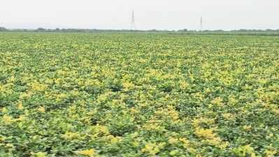 Bhilwara farmers face crop loss as yellow mosaic virus hits pulses