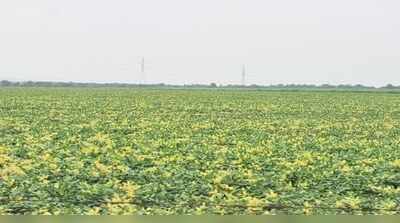 Bhilwara farmers face crop loss as yellow mosaic virus hits pulses