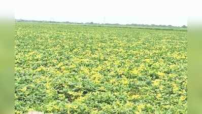 Bhilwara farmers face crop loss as yellow mosaic virus hits pulses