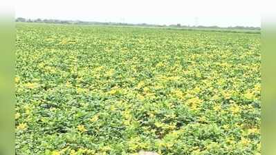 Bhilwara farmers face crop loss as yellow mosaic virus hits pulses