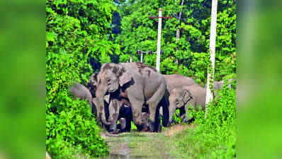 Ramgarh man trampled to death by elephant while trying to film herd