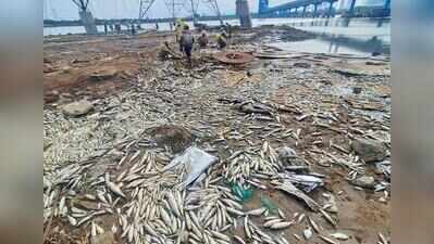 Ennore fish death: TNPCB suspects sewage contamination, but fishers call for probe into chemical leak