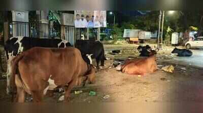 Stray cattle turn Jaipur roads into a daily risk