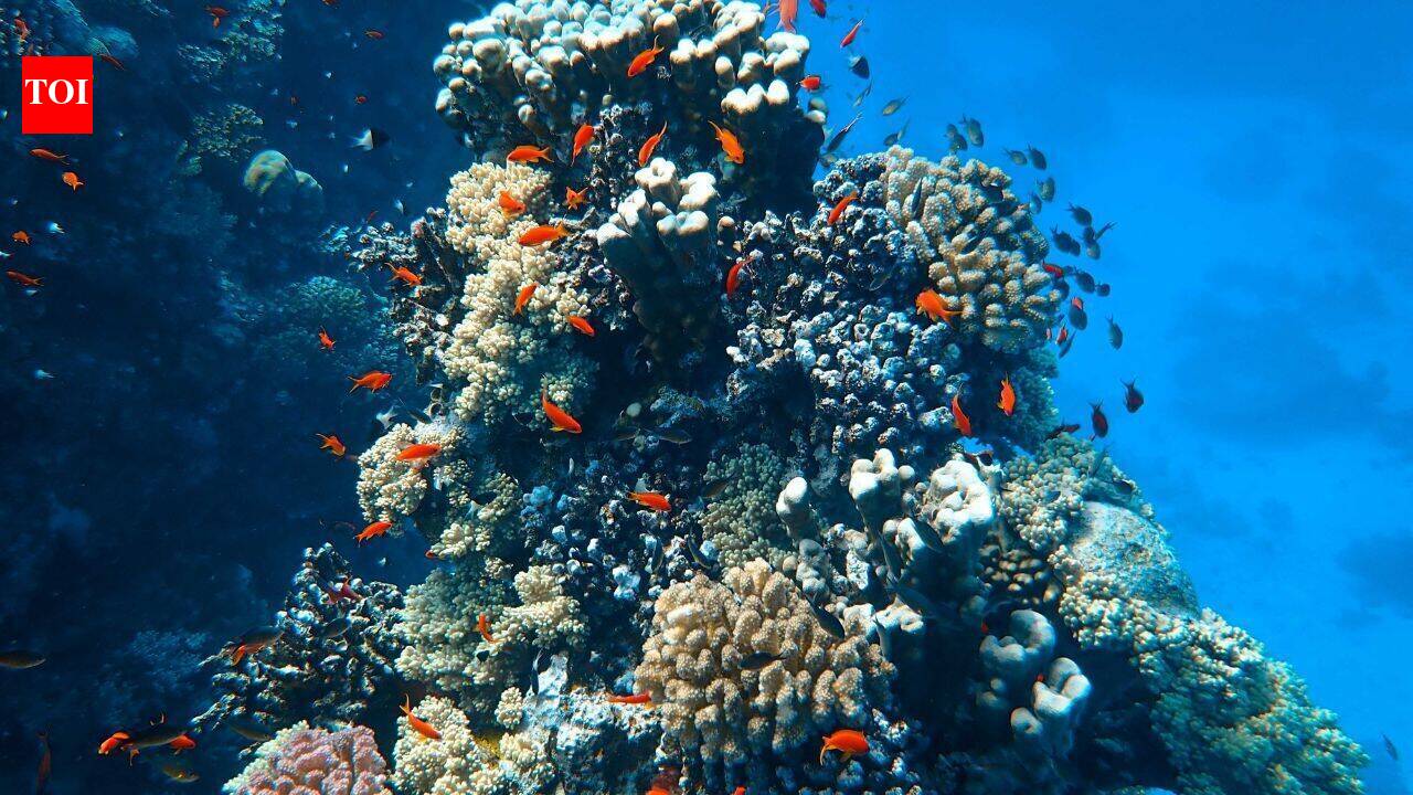 Miami Beach sinks 22 concrete cars underwater to create a coral habitat